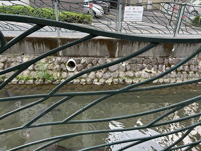 二ヶ領用水錦鯉.jpg