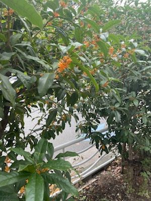 深川警察所 2025-10-24 09 12 10.jpg